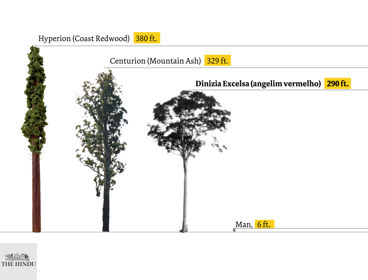 Scientists reach tallest tree ever found in Amazon The Hindu
